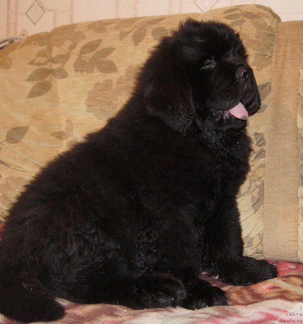 Фотография № 88012