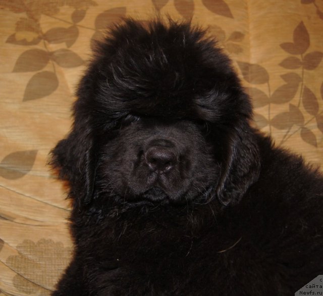 Фотография № 88015