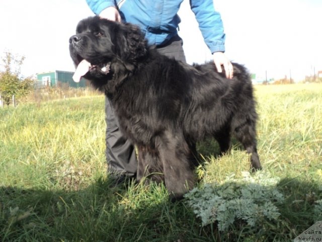 Фото: ньюфаундленд Akvatoriya Kelvin Manchester (Акватория Келвин Манчестер)