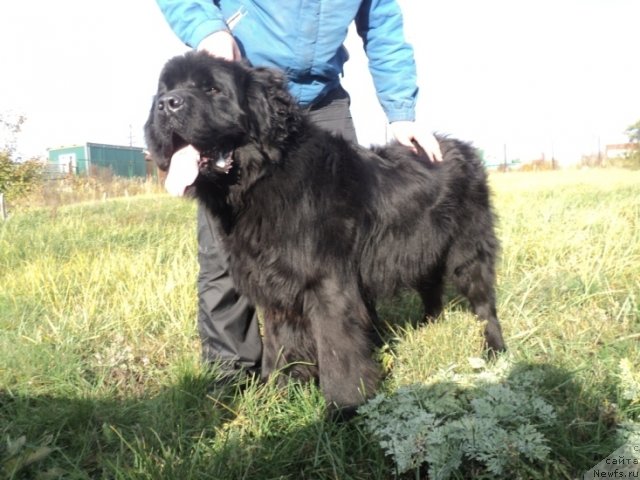 Фото: ньюфаундленд Akvatoriya Kelvin Manchester (Акватория Келвин Манчестер)