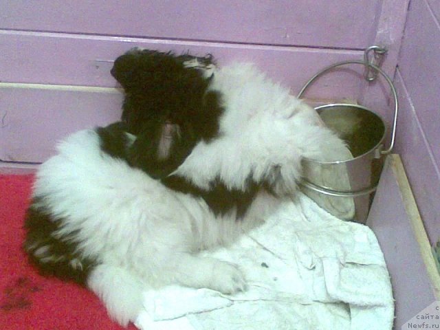 Фото: Cristalmarnewfy Christmas Dream