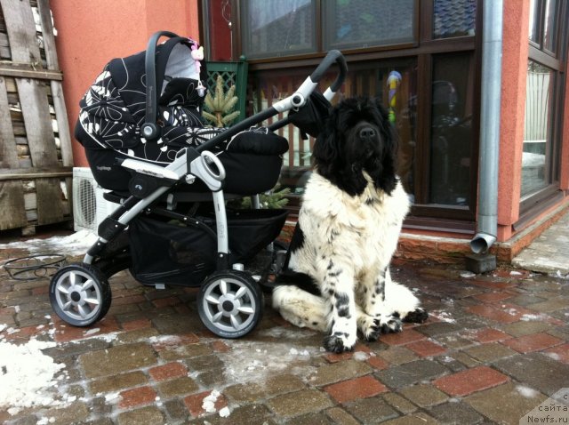 Фото: ньюфаундленд Akvian Song Zero Graviti (Аквиан Сонг Зеро Гравити)