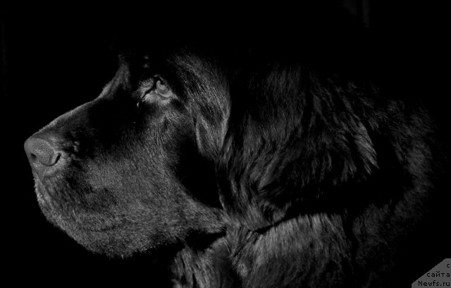 Фото: ньюфаундленд Obush SHed YAntarnyiy Poceluy (Обуш Шед Янтарный Поцелуй)