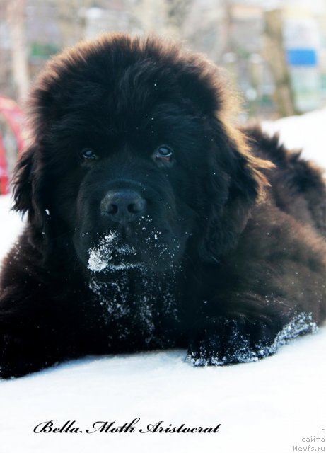 Фото: ньюфаундленд Byella Moss Aristokrat (Бэлла Мосс Аристократ)