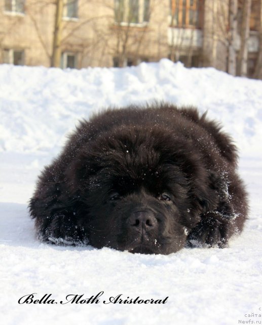 Фото: ньюфаундленд Byella Moss Aristokrat (Бэлла Мосс Аристократ)