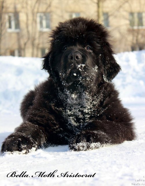 Фото: ньюфаундленд Byella Moss Aristokrat (Бэлла Мосс Аристократ)