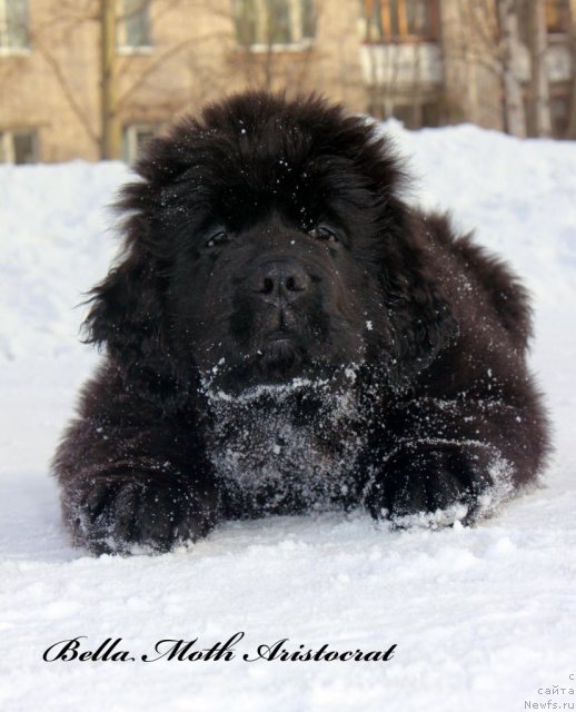 Фото: ньюфаундленд Byella Moss Aristokrat (Бэлла Мосс Аристократ)