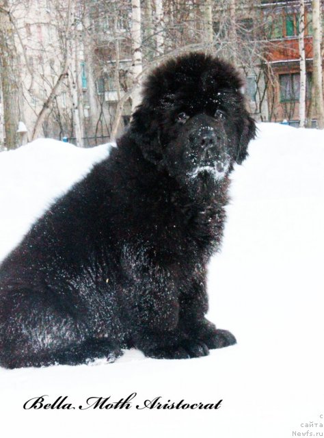 Фото: ньюфаундленд Byella Moss Aristokrat (Бэлла Мосс Аристократ)