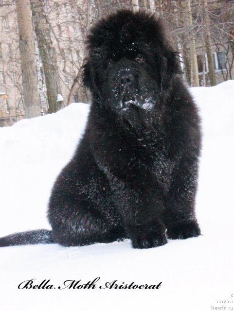 Фото: ньюфаундленд Byella Moss Aristokrat (Бэлла Мосс Аристократ)