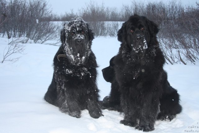 Фото: ньюфаундленд Fortuna of Giant's Island, ньюфаундленд Gloriya Grand Blek (Глория Гранд Блек)