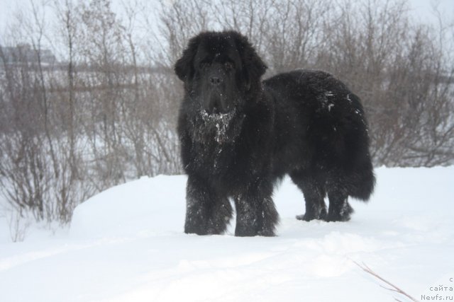 Фото: ньюфаундленд Beguschaya po Volnam Zero Kool (Бегущая по Волнам Зеро Коол)