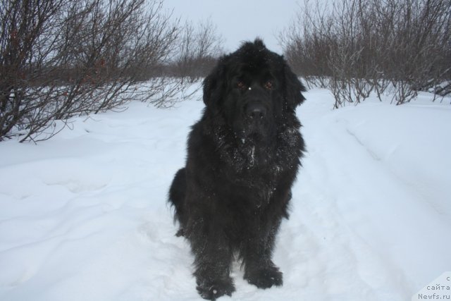 Фото: ньюфаундленд Gloriya Grand Blek (Глория Гранд Блек)
