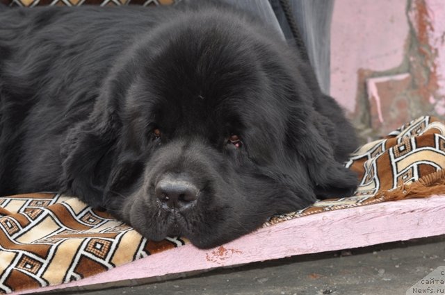 Фото: ньюфаундленд Vincent iz Medvejyego Yara (Винсент из Медвежьего Яра)
