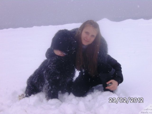 Фото: ньюфаундленд Sent Djons SHarlotta (Сент Джонс Шарлотта), Кристина