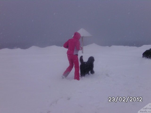 Фото: ньюфаундленд Sent Djons SHarlotta (Сент Джонс Шарлотта)