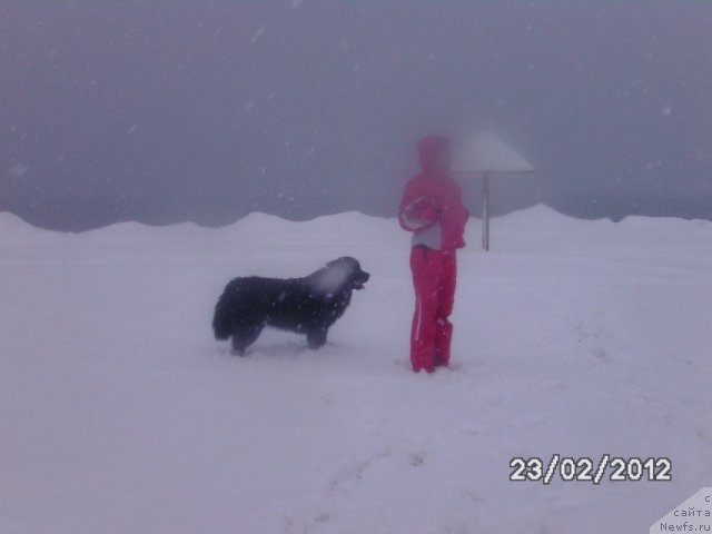 Фото: ньюфаундленд Nessi Blyek s  Lesnoy Zaimki (Несси Блэк с  Лесной Заимки)