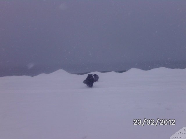 Фото: ньюфаундленд Nessi Blyek s  Lesnoy Zaimki (Несси Блэк с  Лесной Заимки)