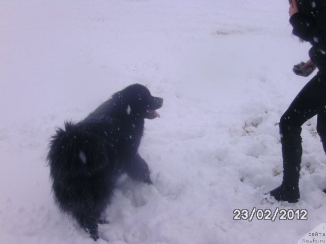 Фото: ньюфаундленд Nessi Blyek s  Lesnoy Zaimki (Несси Блэк с  Лесной Заимки)