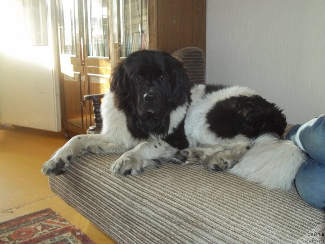 Фото: ньюфаундленд Jan Konkistador (Жан Конкистадор)