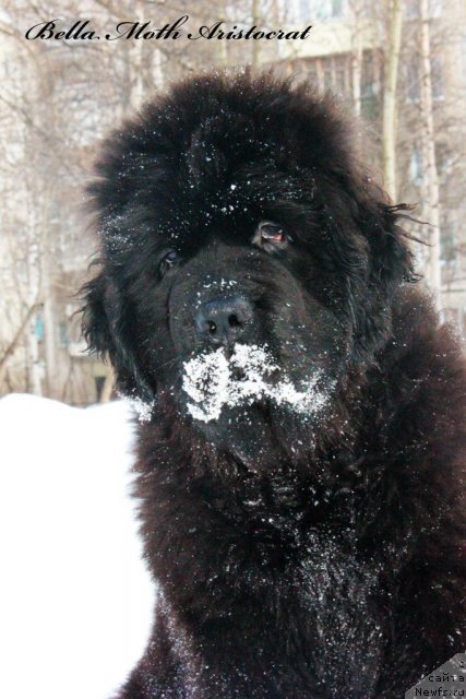 Фото: ньюфаундленд Byella Moss Aristokrat (Бэлла Мосс Аристократ)