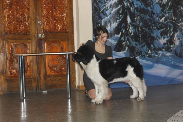 Фото: ньюфаундленд CHaruyuschaya Vzglyadom ot Sibirskogo Medvedya (Чарующая Взглядом от Сибирского Медведя), Lyudmila Kudryavceva (Людмила Кудрявцева)