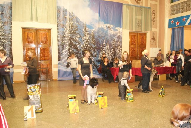 Фото: ньюфаундленд CHaruyuschaya Vzglyadom ot Sibirskogo Medvedya (Чарующая Взглядом от Сибирского Медведя), Lyudmila Kudryavceva (Людмила Кудрявцева)