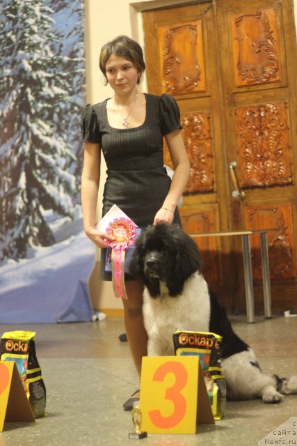 Фото: ньюфаундленд CHaruyuschaya Vzglyadom ot Sibirskogo Medvedya (Чарующая Взглядом от Сибирского Медведя), Lyudmila Kudryavceva (Людмила Кудрявцева)