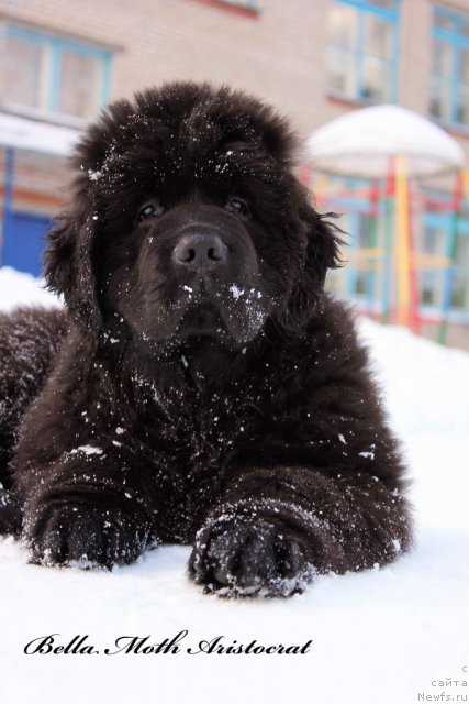 Фото: ньюфаундленд Byella Moss Aristokrat (Бэлла Мосс Аристократ)