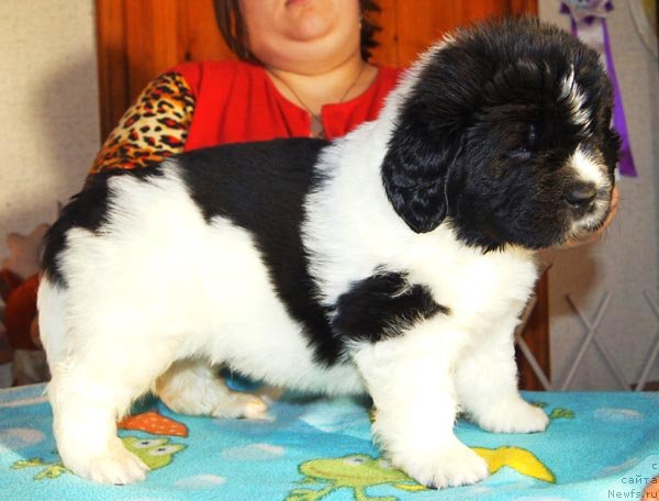 Фото: ньюфаундленд Super Bizon Zurtau (Супер Бизон Зуртау)