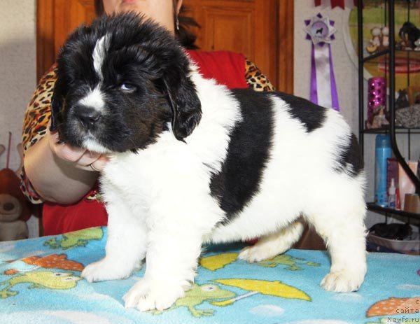 Фото: ньюфаундленд Super Bizon Zurtau (Супер Бизон Зуртау)