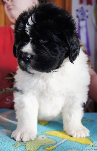 Фото: ньюфаундленд Super Bizon Zurtau (Супер Бизон Зуртау)