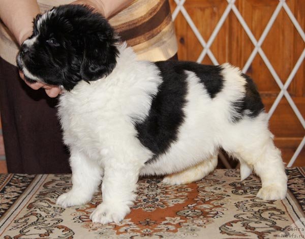 Фото: ньюфаундленд Super Bizon Zurtau (Супер Бизон Зуртау)