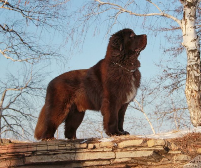 Фото: ньюфаундленд Obush SHed YAntarnyiy Poceluy (Обуш Шед Янтарный Поцелуй)
