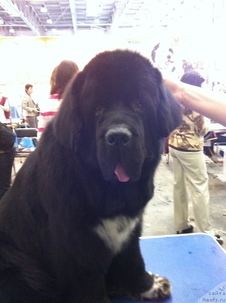 Фото: ньюфаундленд Gift of Destiny Midnight Bear