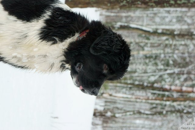 Фото: ньюфаундленд Piternyuf I Did It Again (Питерньюф И Дид Ит Агаин)