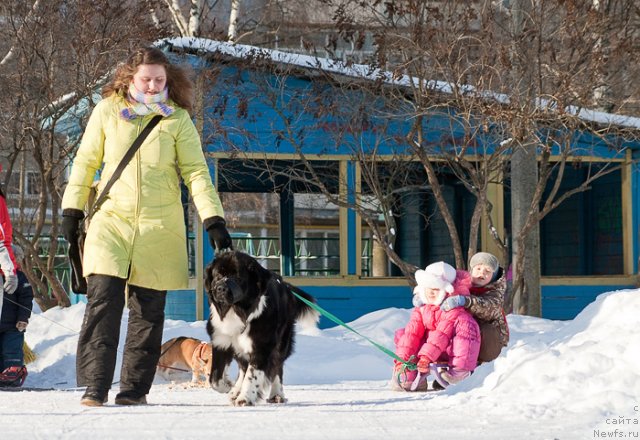 Фото: ньюфаундленд Starbimovlav Gardemarin (Старбимовлав Гардемарин), Alla Tuzkova (Алла Тузкова)