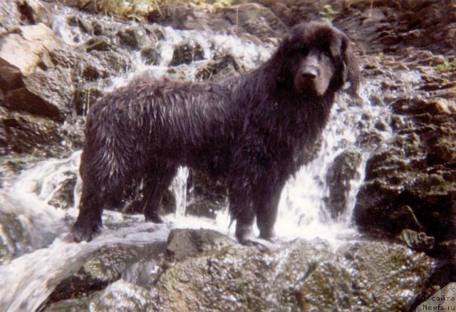 Фото: ньюфаундленд Sandra Alchif (Сандра Алчиф)