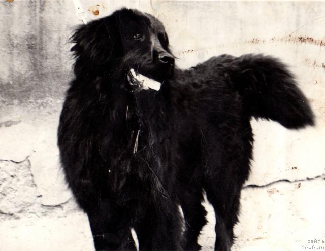 Фото: ньюфаундленд Sandra Alchif (Сандра Алчиф)