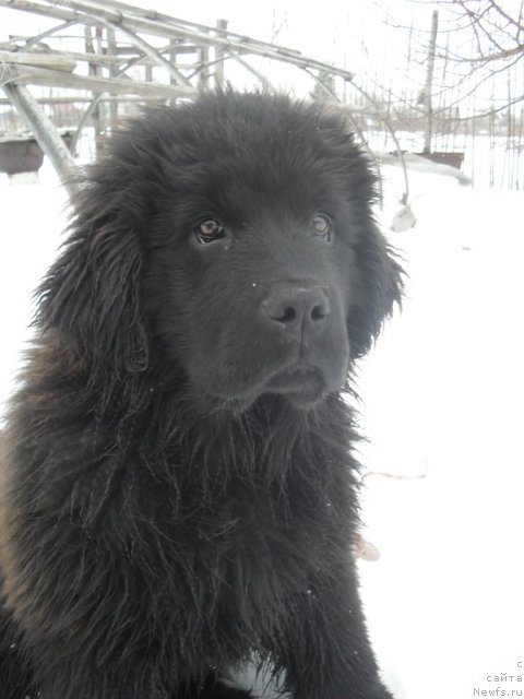 Фото: ньюфаундленд Dusha-Devitsa (Душа-Девица)