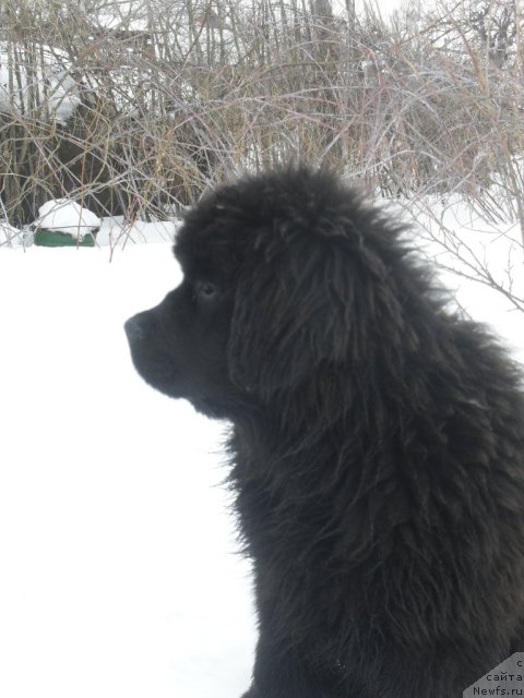 Фото: ньюфаундленд Dusha-Devitsa (Душа-Девица)