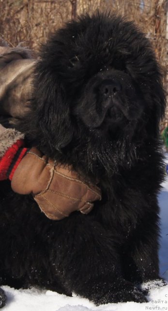 Фотография № 88180