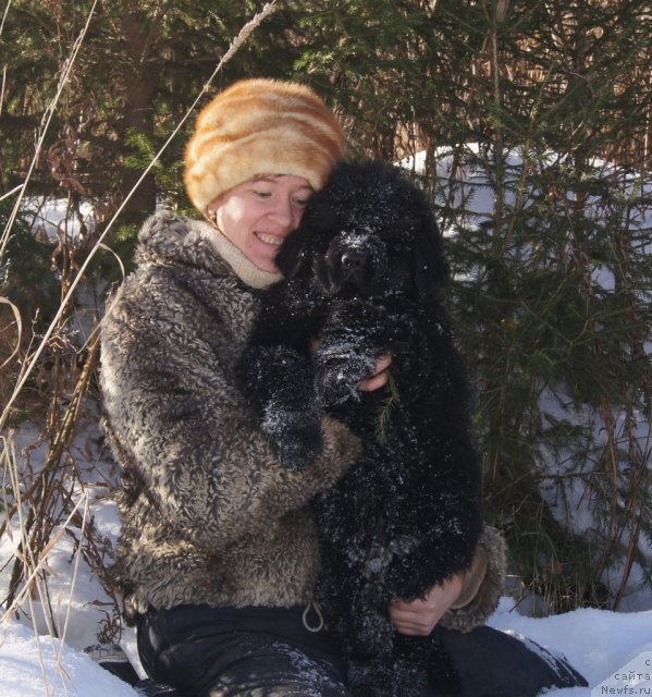 Фото: Ol'ga Trapeznikova (Ольга Трапезникова), ньюфаундленд Fann'yuf Tibul Jelannyiy dlya Ih Vyisochestva (Фанньюф Тибул Желанный для Их Высочества)