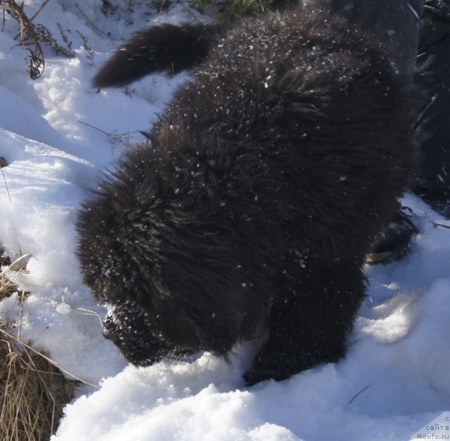 Фото: ньюфаундленд Fann'yuf Tibul Jelannyiy dlya Ih Vyisochestva (Фанньюф Тибул Желанный для Их Высочества)