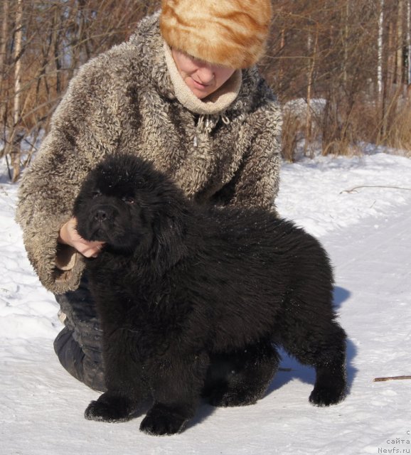 Фото: ньюфаундленд Fann'yuf Tibul Jelannyiy dlya Ih Vyisochestva (Фанньюф Тибул Желанный для Их Высочества)