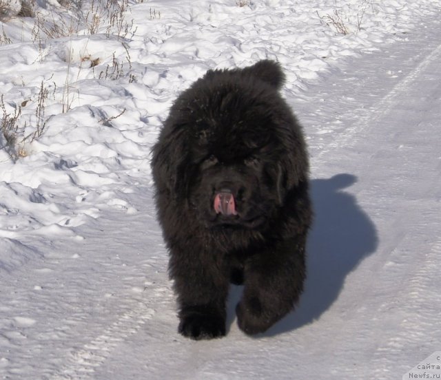 Фотография № 88187