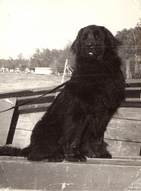 Фото: ньюфаундленд CHifli Cet Vol'f (Чифли Цет Вольф)