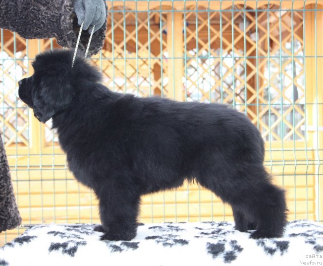 Фото: ньюфаундленд Akvatoriya Kelvin Zaskiya (Акватория Келвин Заския)