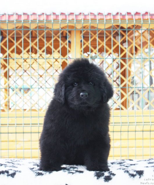 Фото: ньюфаундленд Akvatoriya Kelvin Zaskiya (Акватория Келвин Заския)