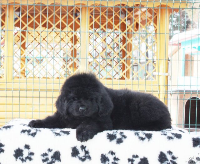 Фото: ньюфаундленд Akvatoriya Kelvin Zaskiya (Акватория Келвин Заския)