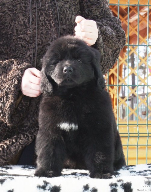 Фото: ньюфаундленд Akvatoriya Kelvin Zaskiya (Акватория Келвин Заския)